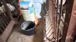 ВЫРАЩИВАНИЕ бройлерных ИНДЮКОВ. Содержание на воле. НАШ ОПЫТ