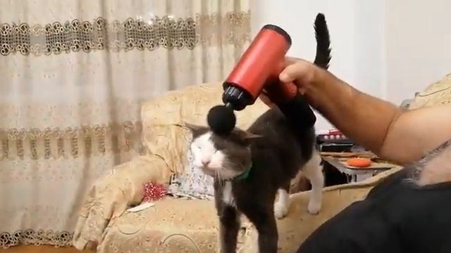 Коту 17 лет, но держится бодрячком, наверное потому что любит массаж. смотреть онлайн