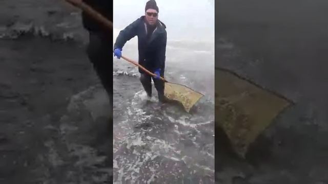 Вот так ловят мойву