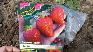 Клубника Альба. Обзор и рекомендации по посадке и размножению