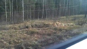 Железная дорога Земцы - Жарковский. Вид из окна поезда