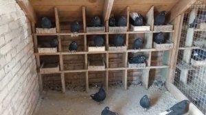 Мариупольские голуби у Паши. Большие Салы Ростовская область. 2022