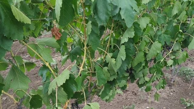 Сорт винограда Рошфор 1.08.2019 смотреть онлайн