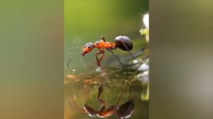 Занятие для средней группы. Насекомые