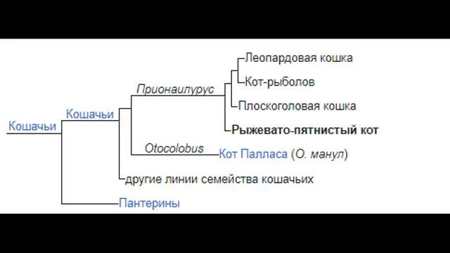 Ржавая кошка (Ржаво-пятнистый кот) Prionailurus rubiginosus