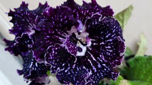 Стрептокарпус ZM-Зевс