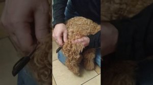 Уколы собаке. Как самому подержать собаку и сделать укол.