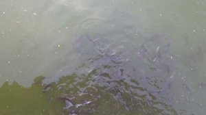 Рыба в лебедином озере 27 05 2021