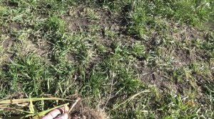 Монбреция, японский гладиолус.