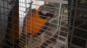 Дерзкий говорящий попугай ругается с хозяйкой! Попугай говорит почти матом)  Talking parrot-macaw)