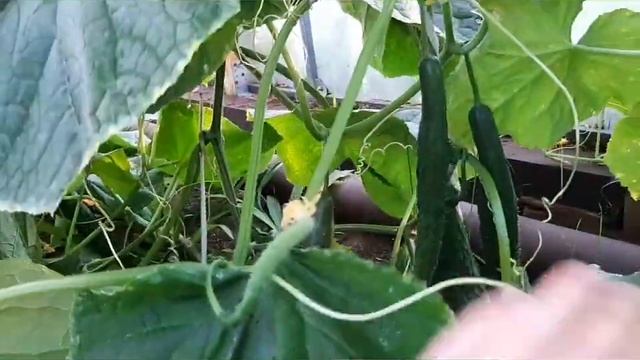 ЛУЧШИЙ СОРТ ОГУРЦОВ для ОСЕННЕГО УРОЖАЯ в ТЕПЛИЦЕ! от Ани смотреть онлайн