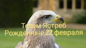 Тотем Ястреб рождённые 22 февраля