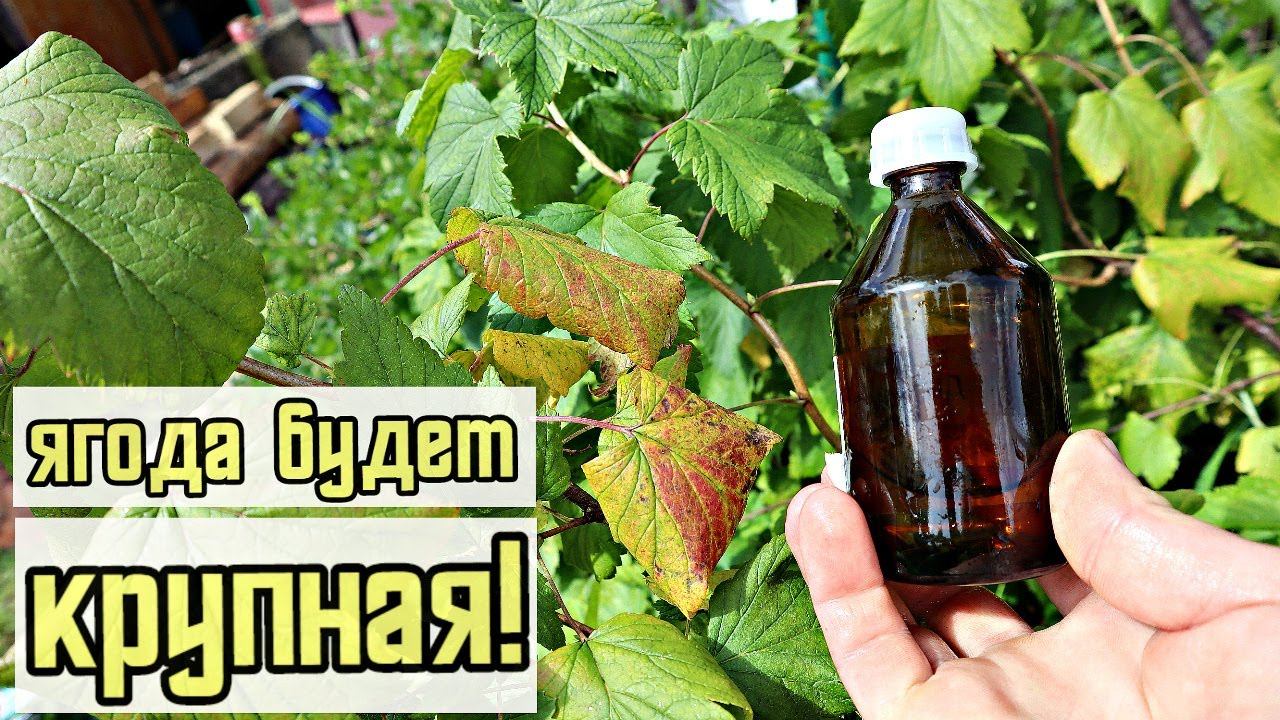 Кто бы мог подумать! Вот что делает борная кислота осенью с кустами и деревьями Жаль раньше не знала