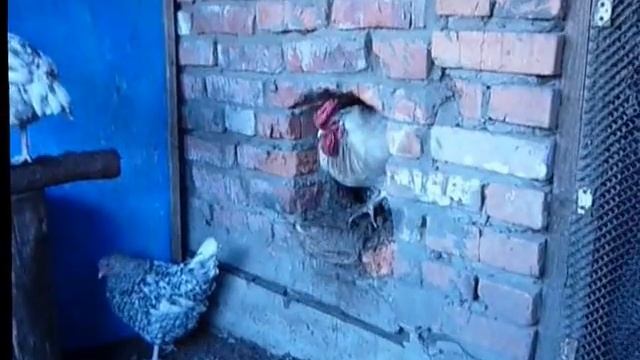 Куры породы Пушкинская смотреть онлайн