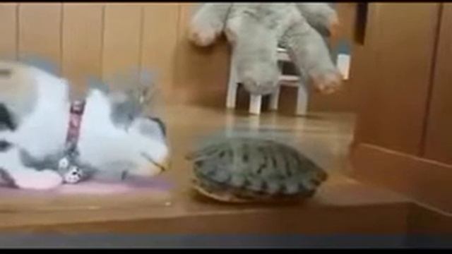 Медведь Вася