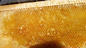 Ульи из пенополистирола. Часть 2-1. Тепловизор.