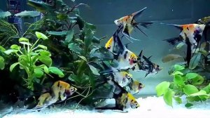 Скалярии Кои вуаль подросли и готовы к продаже. ?.                #аквариумныерыбки #скаляриисочи