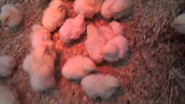 Бройлеры первые дни жизни!!!Что делать, чем кормить!!! смотреть онлайн