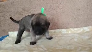 Щенок кангала, девочка, 4 недели