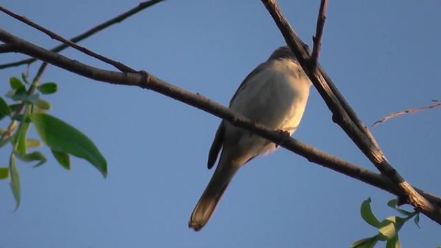 Серая славка поёт. (Sylvia communis) Птицы Сибири. Птицы в пригороде Новосибирска. смотреть онлайн