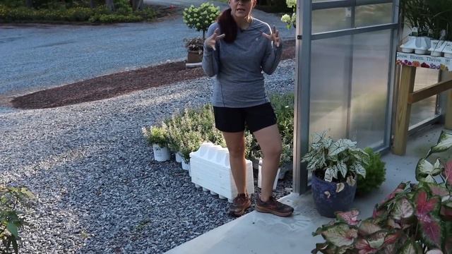 Caladiums  Containers Oh My!  Gardening with Creekside