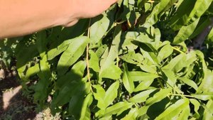 Персик Команч  persikovod.com