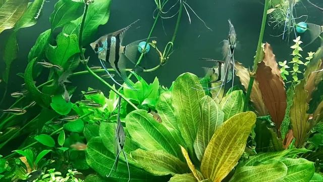 300л. Гексамитоз у скалярий. 25.08.19. смотреть онлайн