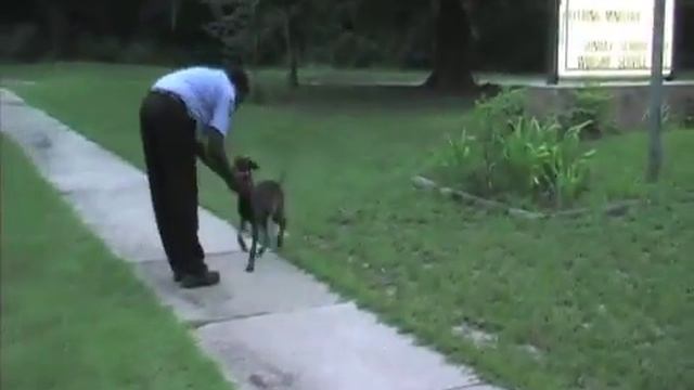 Dutch Shepherd "Sombo" training to find money смотреть онлайн