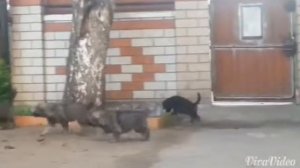 Щенки ВЕО зонарного окраса