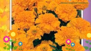 Бархатцы отклоненные Мандарин. Краткий обзор, описание характеристик tagetes patula Mandarin