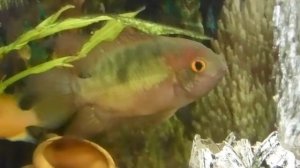 Винные цихлазомы делят территорию