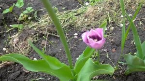 Тюльпан бахромчатый Blue Heron Блю Херон (голубая цапля)