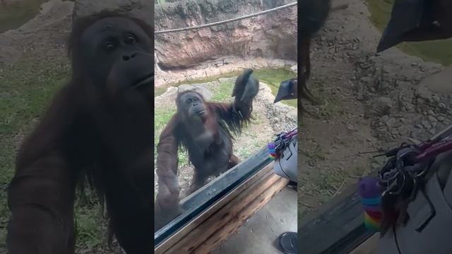 Этот орангутан выводит слежку на совершенно новый уровень!
