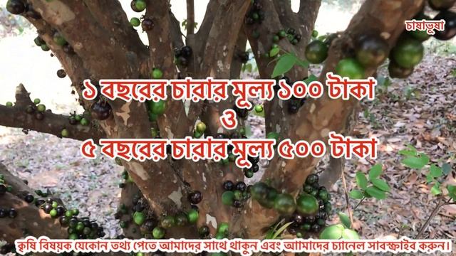 #jabuticaba #garden জাবুটিকাবা | জাবুটিকাবা ফল| ব্রাজিলিয়ান গ্রীষ্মকালীন ফল | Jabuticab смотреть онлайн