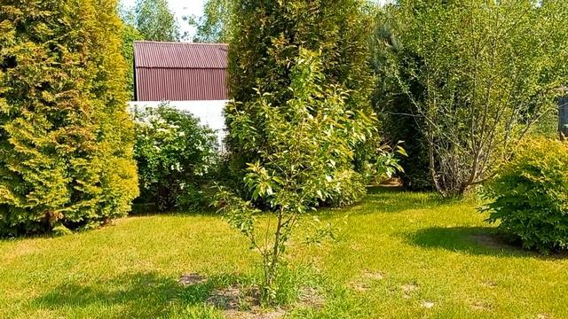 Июнь 2023 серия №1. Природное земледелие в июне.
