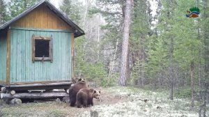 Бурый медведь, заповедник "Малая Сосьва",  2020