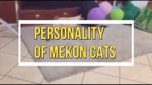 Mekon bobtail || Breed and characteristics ( Most Funniest Cat)