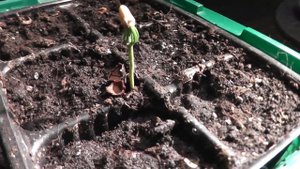 Посадка кедра. Часть №2. Первый всход кедра из орешка.