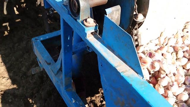 Посадка озимого чеснока, сорт Любаша. 06.10.2021 г. смотреть онлайн