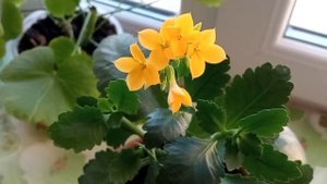 Каланхоэ. Как ухаживать за цветком.