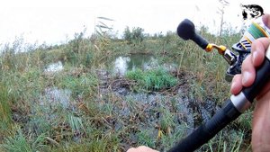 Boroda Baits в деле. Ловля щуки и окуня на силикон.