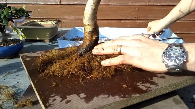 Acer Campestre Broom Bonsai 2 смотреть онлайн