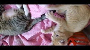 если весело живется - делай так!