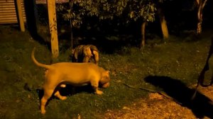 Агоп завел Американских Буллей !!?? Первое знакомство с БОСОМ И ФЕМИДОЙ.