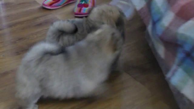 чау-чау смотреть онлайн