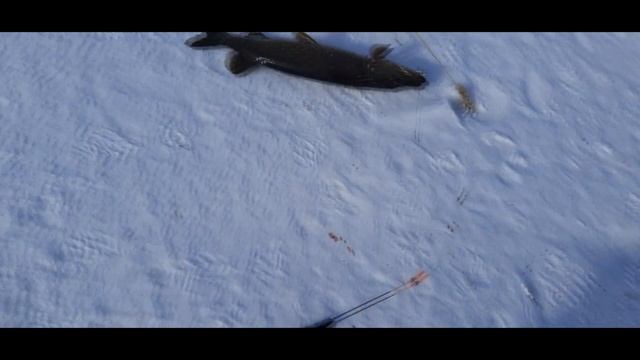 Такой щучий клев бывает нечасто. смотреть онлайн