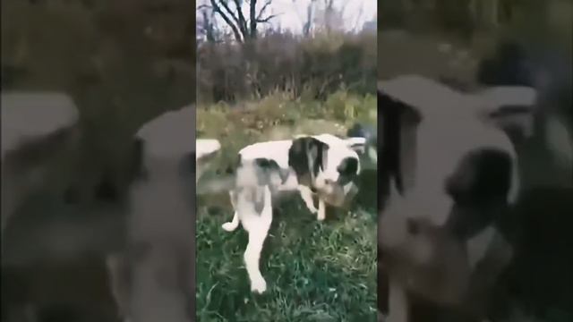 Алабай против Волка / Часть 2 смотреть онлайн