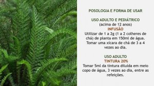 MIL FOLHAS (Achillea millefolium)