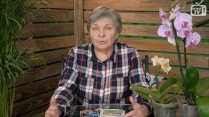 Вредители огорода ➡  Личинка майского жука ☑️ Как бороться?