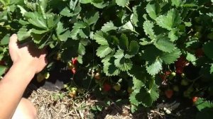 Клубника сорт Королева Елизавета 2, третий год плодоношения.